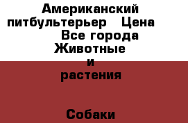 Американский питбультерьер › Цена ­ 450 - Все города Животные и растения » Собаки   . Адыгея респ.,Майкоп г.